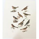 P J Selby, Hand-Colored Engraving, Nine Small Bird