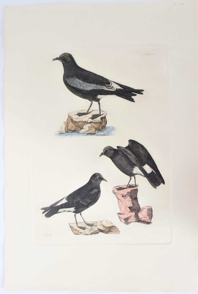 P J Selby, Hand-Colored Engraving, Leach’s Petrel - Image 2 of 6