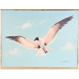 Fran Hyland, Seagull Oil on Canvas