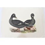 P J Selby, Hand-Colored Engraving, Velvet Scoter 1