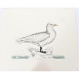 P J Selby, Hand-Colored Engraving, Ivory Gull