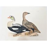 P J Selby, Hand-Colored Engraving, King Eider