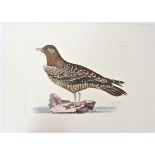 P J Selby, Hand-Colored Engraving, Arctic Skua