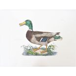 P J Selby, Hand-Colored Engraving, Wild Duck