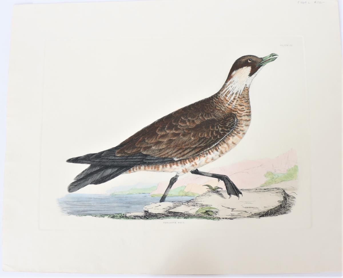 Selby, Hand-Colored Engraving, Pomarine Skua 19th - Image 2 of 4