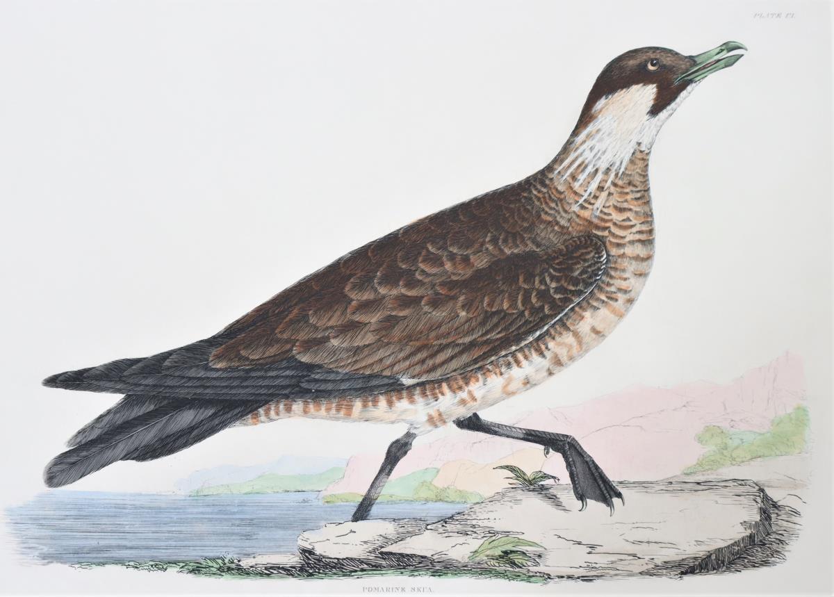 Selby, Hand-Colored Engraving, Pomarine Skua 19th - Image 4 of 4