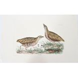 R Mitford, Hand-Colored Engraving, Common Crake 19