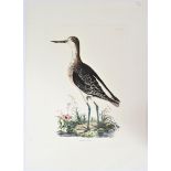 Selby, Hand-Colored Engraving, Greenshank 19thC