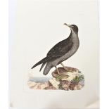 Selby, Hand-Colored Engraving Cinereous Shearwater