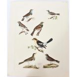 P J Selby, Hand-Colored Engraving, Woodchat et al
