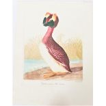 Audubon Hand-Colored Engraving, Horned Grebe 19thC