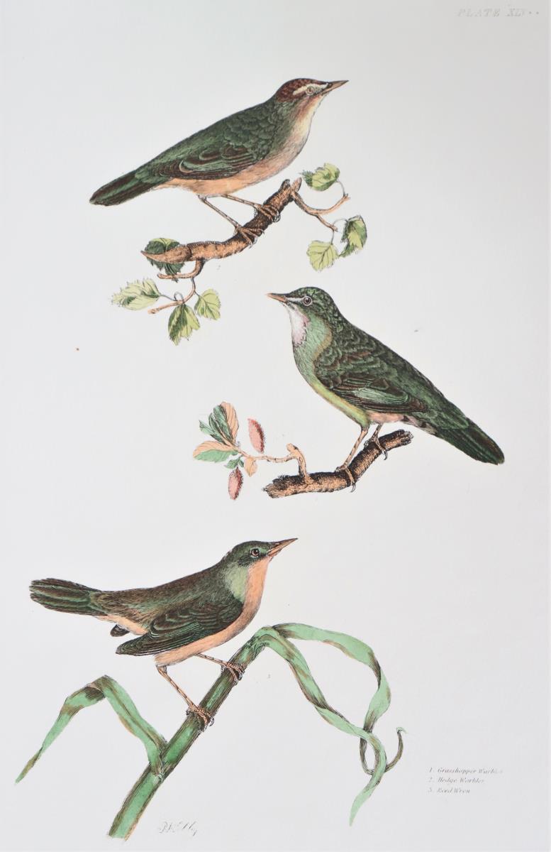 P J Selby, Hand-Colored Engraving, Warblers - Image 4 of 6