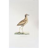 Selby, Hand-Colored Engraving, Swiftfoot 19th C.