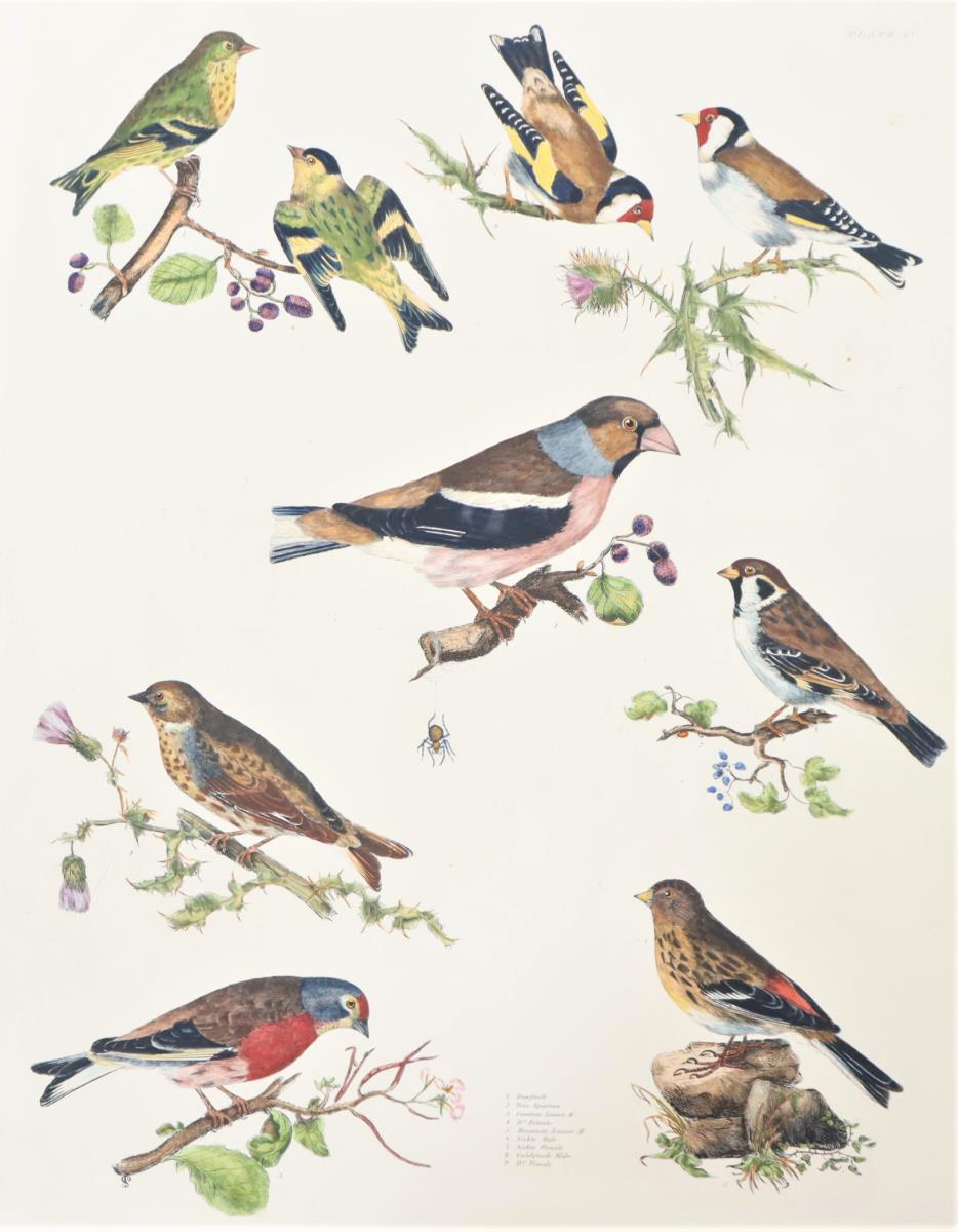 P J Selby, Hand-Colored Engraving, Finches & Small - Image 3 of 4