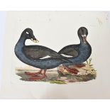 P J Selby, Hand-Colored Engraving, Black Scoter