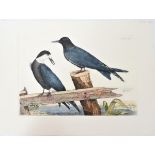 P J Selby, Hand Colored Engraving, Black Tern