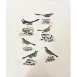 P J Selby, Hand-Colored Engraving, Wagtails