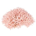 Large Birdsnest Coral Specimen