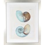 Nautilus Shells Print