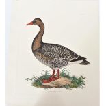P J Selby, Hand-Colored Engraving, Wild Goose
