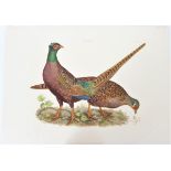 P J Selby, Hand-Colored Engraving, Pheasants