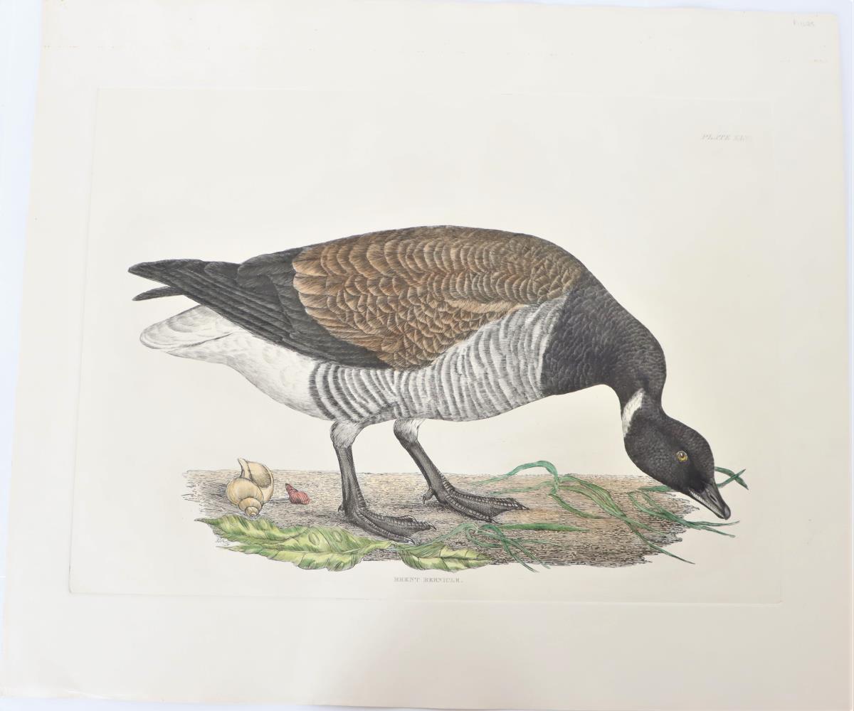 P J Selby, Hand-Colored Engraving, Brent Bernicle - Image 2 of 4