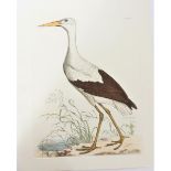 P J Selby, Hand-Colored Engraving, White Stork