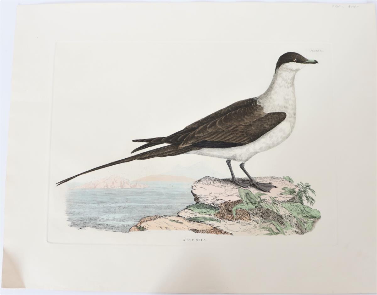 P J Selby, Hand-Colored Engraving, Artic Skua - Image 2 of 4
