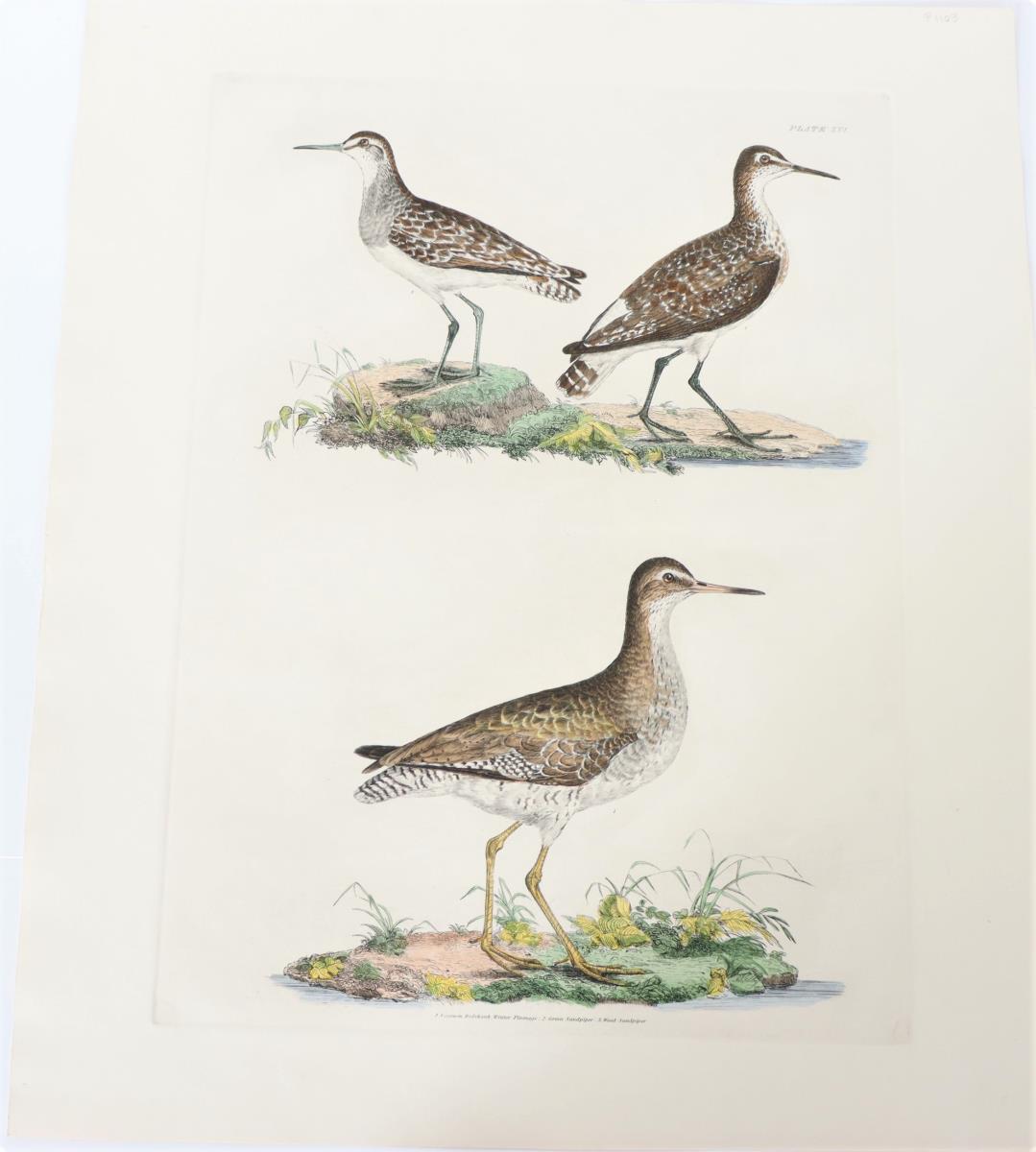 P J Selby, Hand-Colored Engraving, Redshank, Sandp - Image 2 of 4