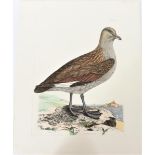 P J Selby, Hand-Colored Engraving, Common Skua