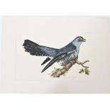 P J Selby, Hand-Colored Engraving, Male Cuckoo
