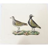 P J Selby, Hand-Colored Engraving, Golden Plover 1