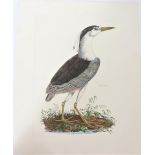 P J Selby, Hand-Colored Engraving, Night Heron 190