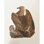 P J Selby, Hand-Colored Engraving, Golden Eagle