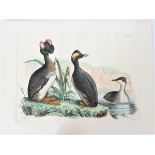 P J Selby, Hand-Colored Engraving, Horned Grebe