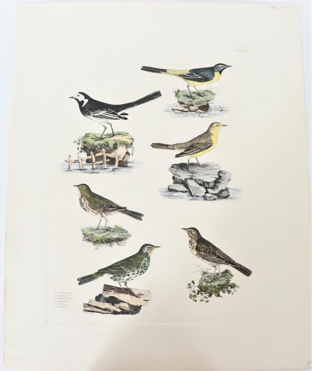 P J Selby, Hand-Colored Engraving, Wagtails - Image 2 of 6