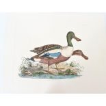 P J Selby, Hand-Colored Engraving, Common Shoveler