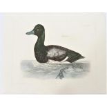 P J Selby, Hand-Colored Engraving, Scaup Duck 19th