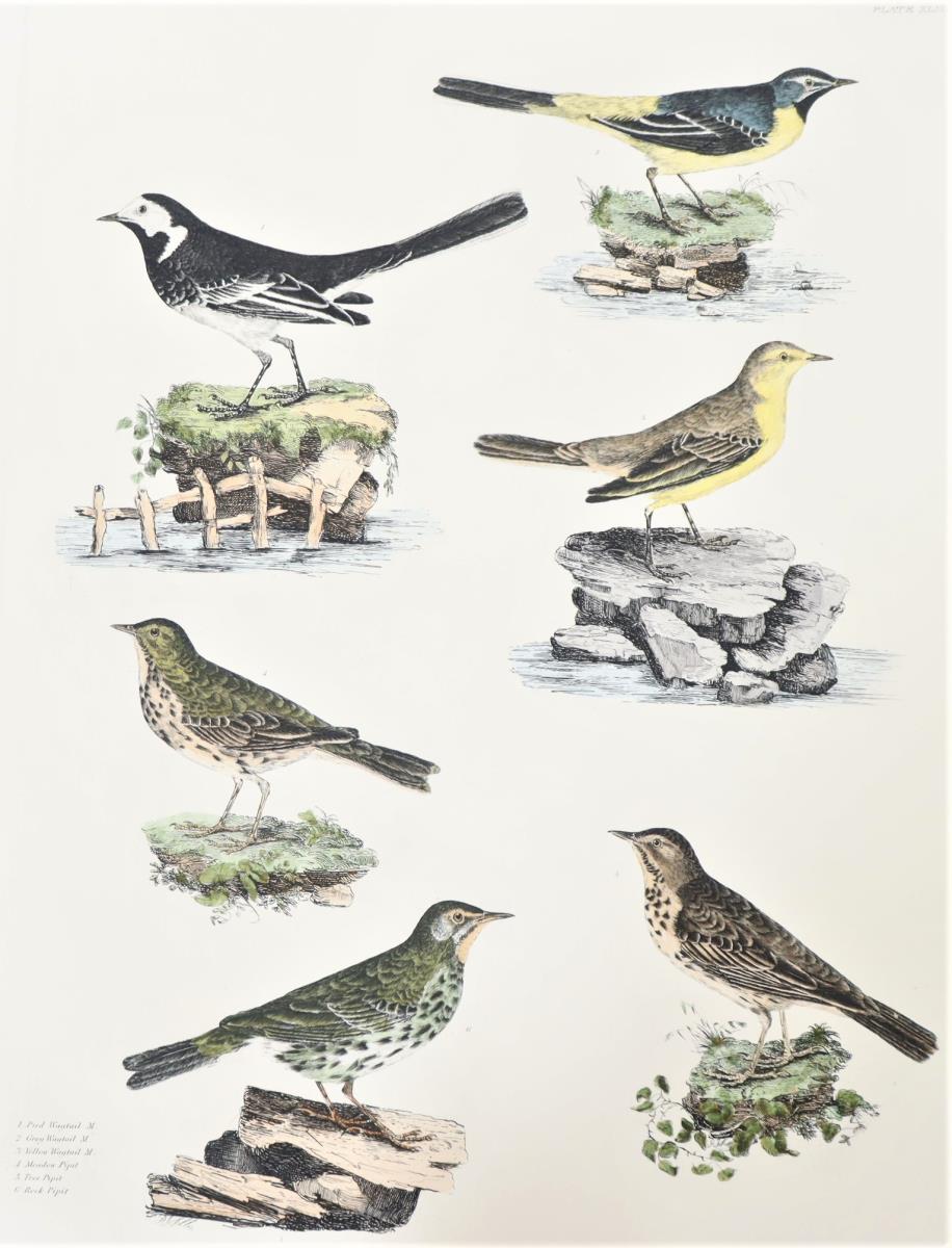 P J Selby, Hand-Colored Engraving, Wagtails - Image 3 of 6