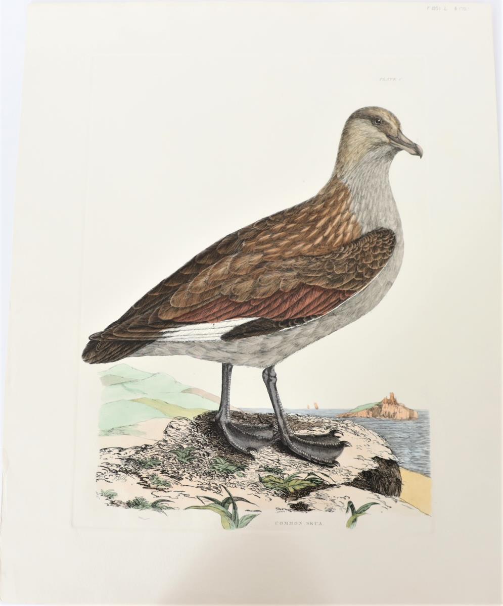 P J Selby, Hand-Colored Engraving, Common Skua - Image 2 of 4