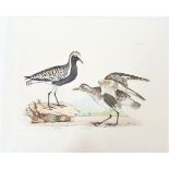 Selby, Hand-Colored Engraving, Grey Lapwing 19thC