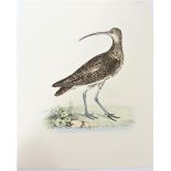 R Mitford, Hand-Colored Engraving, Curlew 19th C.