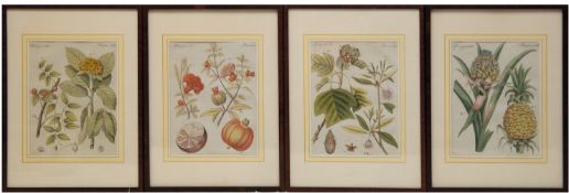 4 Kupferstiche "Granatapfel", "Tulpenbaum/Sternanis", "Ananas" und "Schlangenholz-Baum/Sebisten-Bau