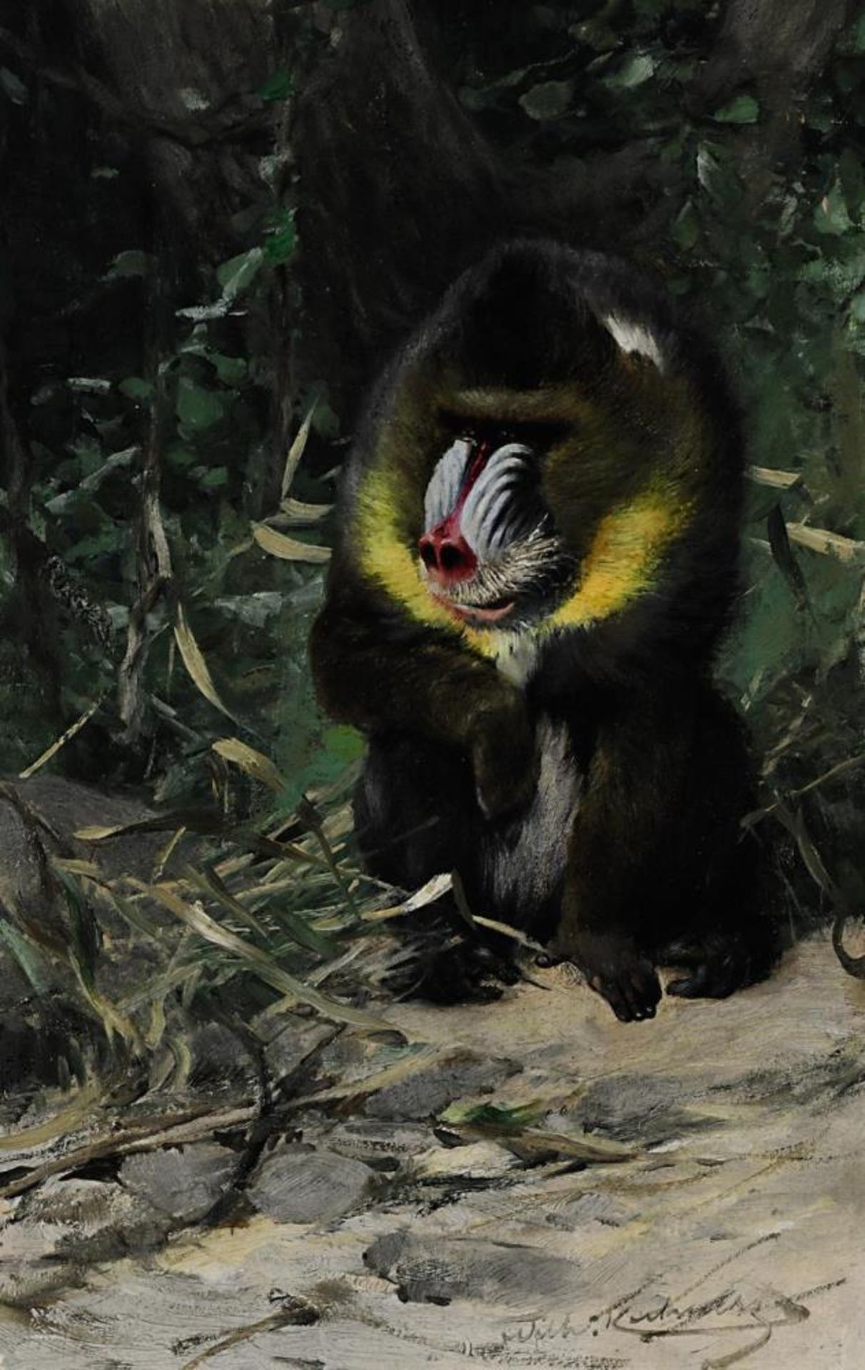 KUHNERT, WILHELM. Mandrill. Gouache