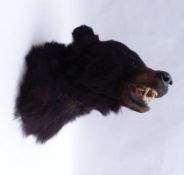 Kopf eines Schwarzbären