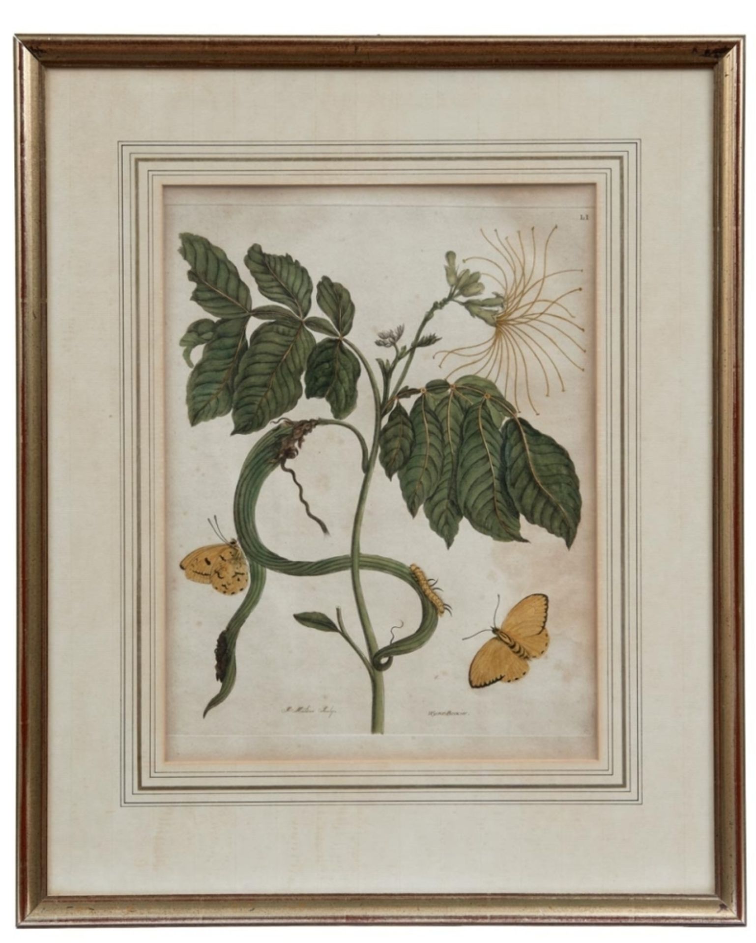 Merian, Maria Sybilla