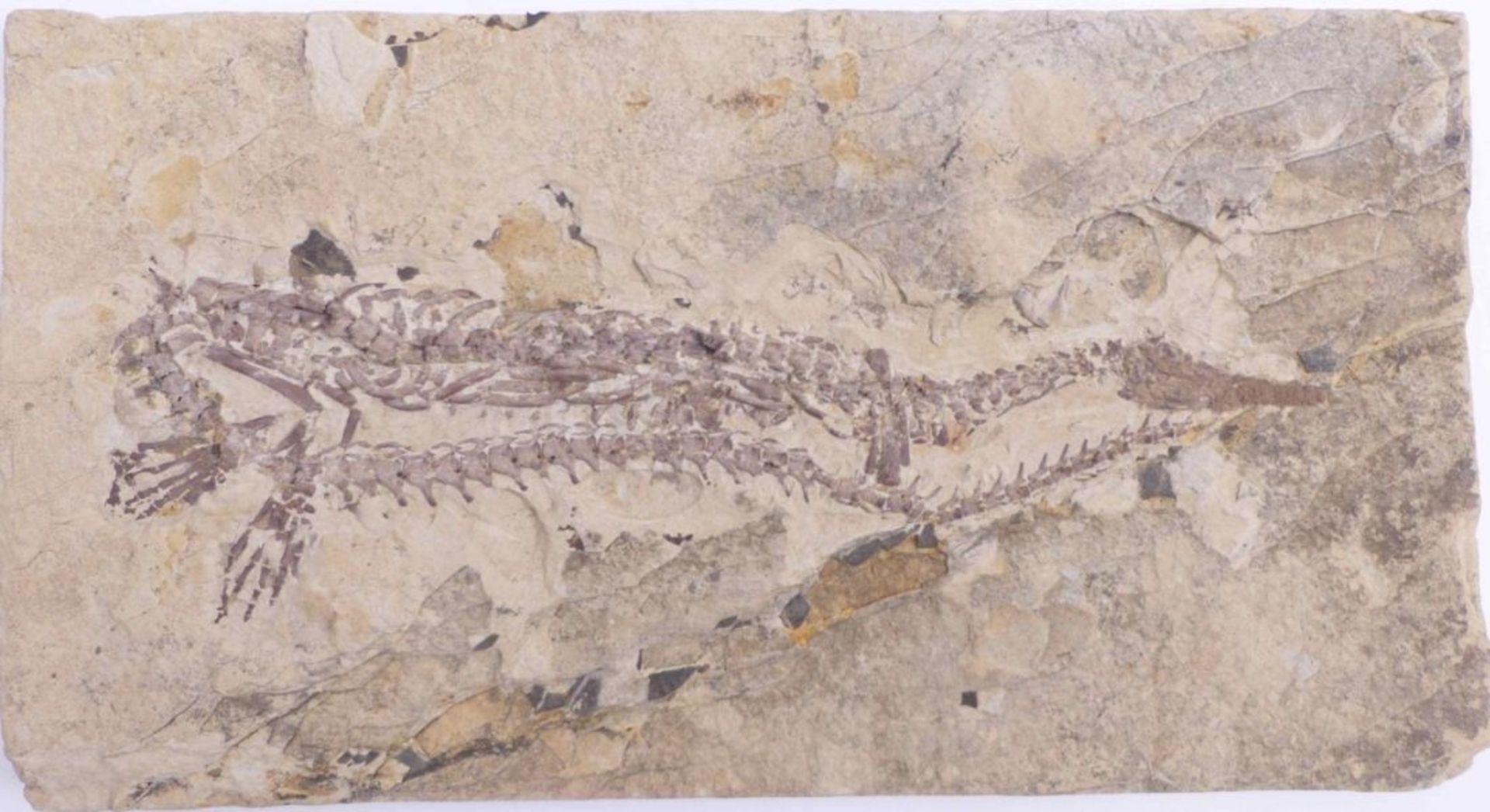 Fossil im Plattenkalk - Bild 2 aus 3