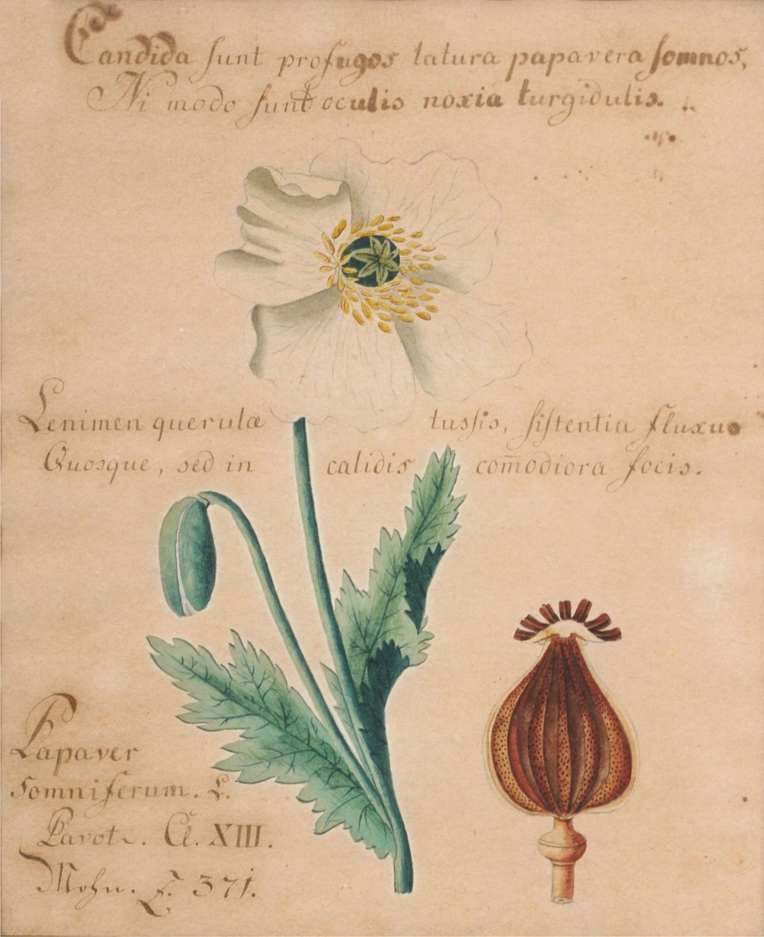 Sieben Pflanzendarstellungen. Wohl um 1800. - Image 4 of 7