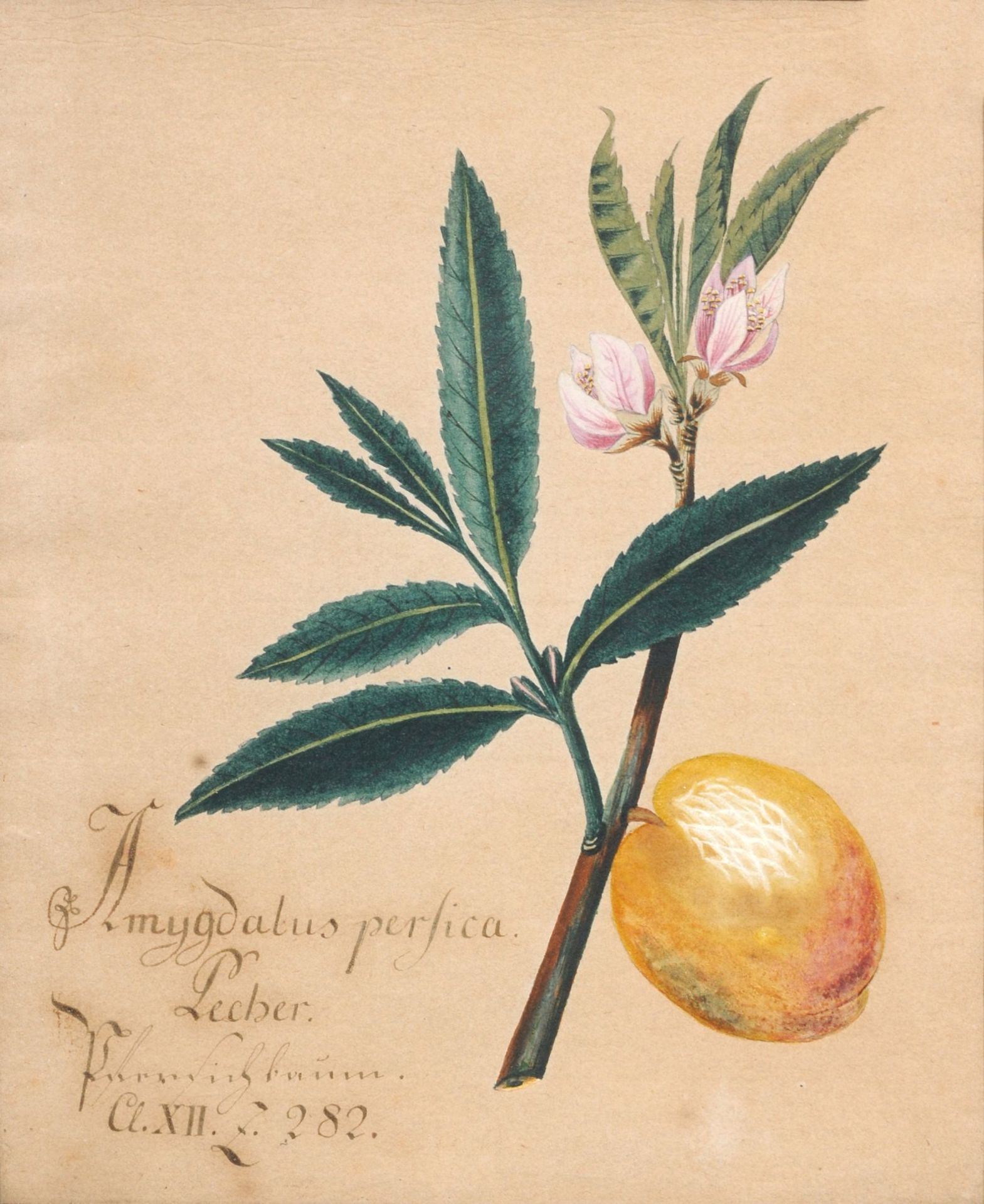 Sieben Pflanzendarstellungen. Wohl um 1800. - Image 2 of 7
