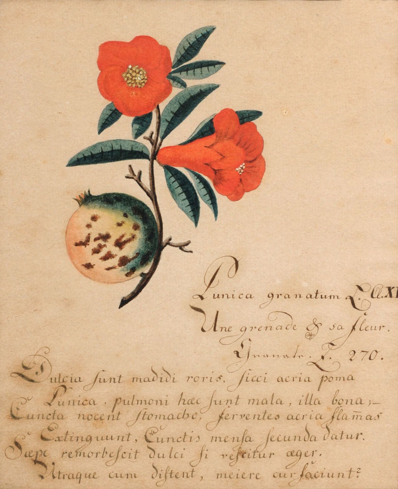 Sieben Pflanzendarstellungen. Wohl um 1800. - Image 3 of 7